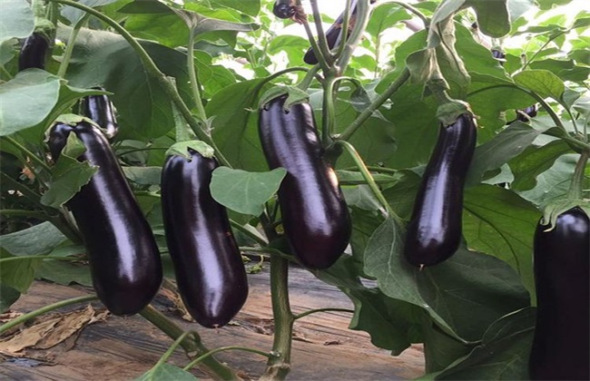 How to keep eggplant seed
