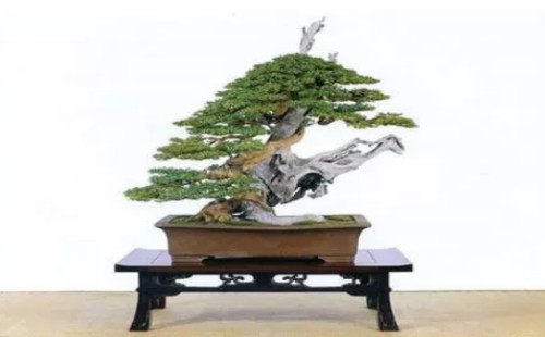 Environmental requirements for bonsai growth