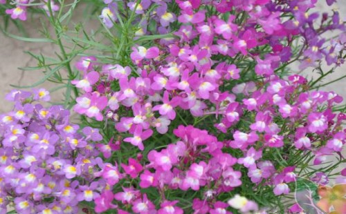 Which flowers and plants are suitable for planting in a zero-degree environment