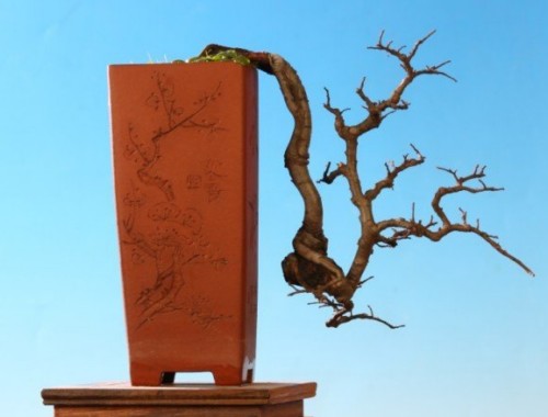 The complexity of four-dimensional Space in Bonsai Art creation