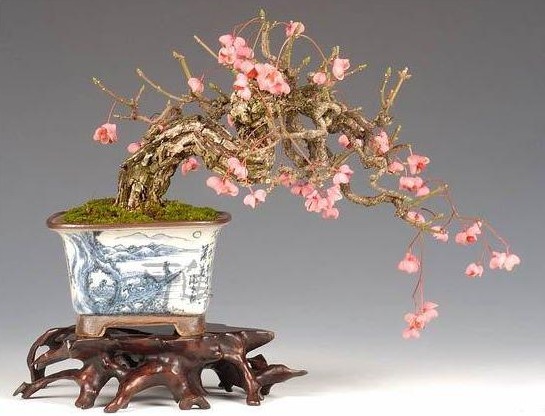 The coexistence of traditional bonsai and folk art bonsai