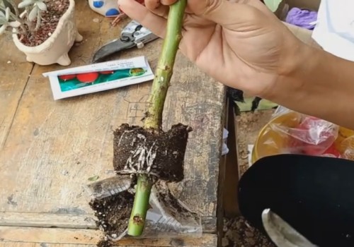 How to transplant rose propagated under high pressure into pot