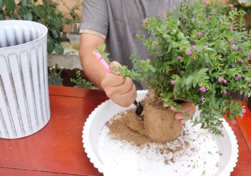 Potted planting method of Artemisia paniculata