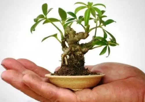 Can goose palm wood make bonsai?