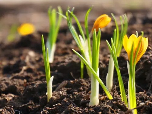 Planting method of potted saffron