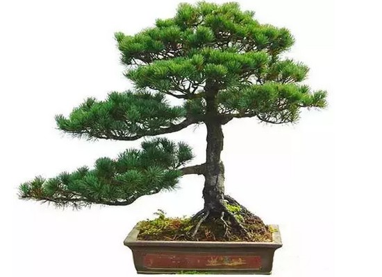 Rapid production method of five-needle pine bonsai