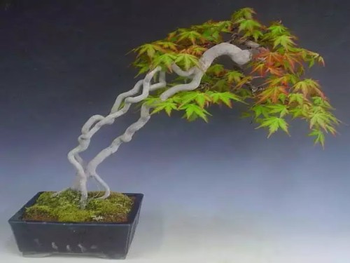 How to lift the root of bonsai