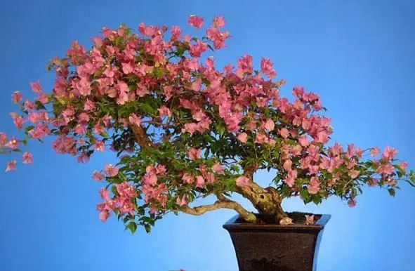 Detailed explanation of the method of making triangular plum bonsai