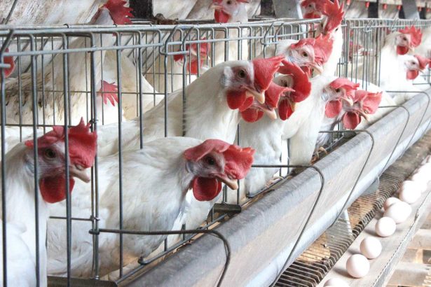 Put an end to the nightmare of underground medication in chicken farming! The Prevention and Inspection Bureau will announce that the legal insecticide 