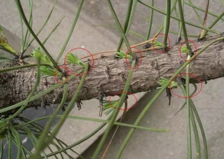 Forced Bud technique of Black Pine Bonsai