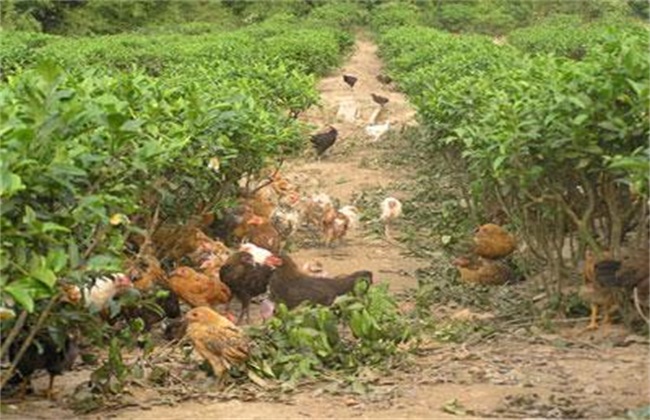 The advantages of raising chickens in Tea Garden
