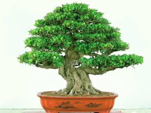 How to turn the banyan bonsai to change the soil