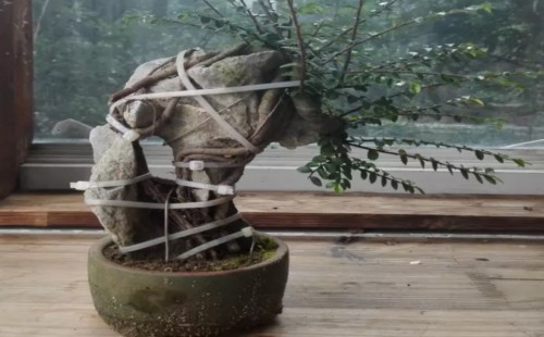 How to attach stone to elm tree-the method of making bonsai with stone on elm tree