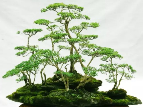 Sichuan style bonsai making techniques