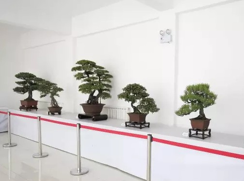 The Origin and characteristics of Shanghai-style Bonsai