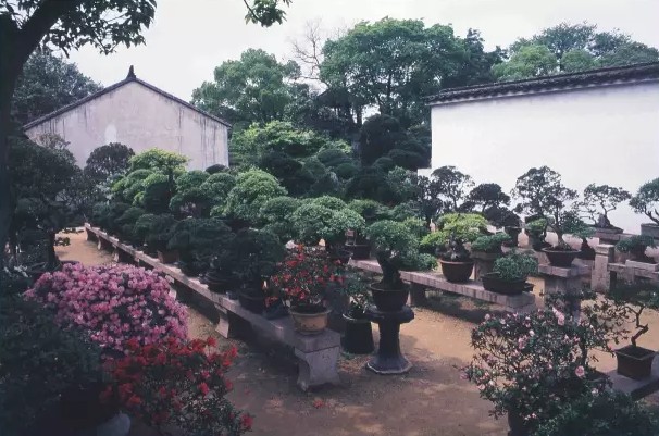 Suzhou Garden Bonsai Exhibition