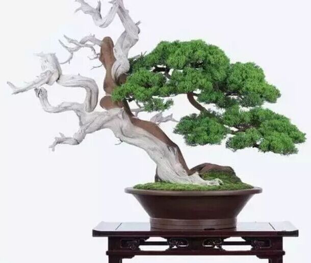 Suzhou bonsai and its style characteristics