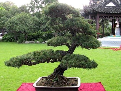 Representative Tree Species and Artistic Style of Shanghai Style Bonsai