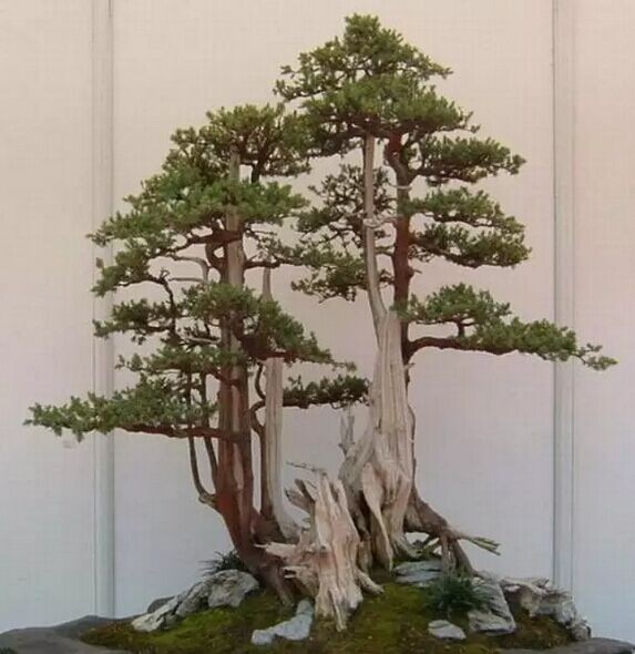 The unique styling structure of Su-style bonsai