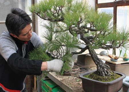 The method of making Shanghai-style bonsai