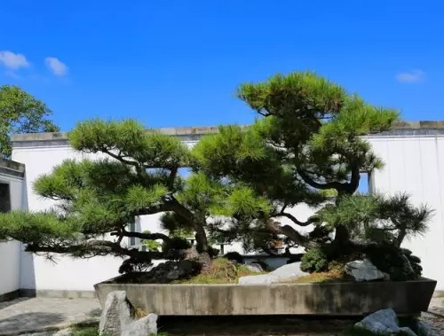 Bonsai modeling method of Huizhou style tree stump