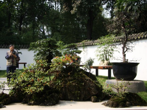 Sichuan style bonsai reflects the elegant urban temperament of Chengdu.