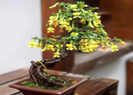 The modeling method of broom bonsai dew root