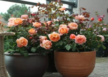 High pressure breeding method of rose