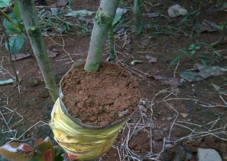 High pressure Propagation of Camellia