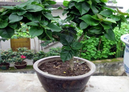 High pressure Propagation of potted plants