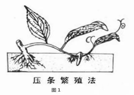 Graphic method of High pressure Propagation of Prunus mume