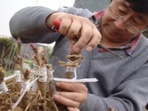 Grafting technique of ornamental peony-grafting method of peony flower