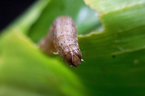 The key to annihilating autumn army insects is 14 days! It may happen all over the country. Download the notification APP quickly and confirm the autumn army worm bonus of 10,000 yuan.