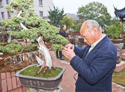 Modeling method of juniper bonsai