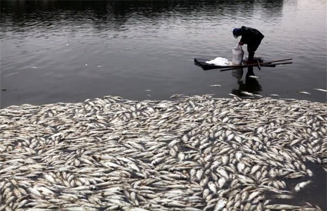 Method of clearing fish ponds