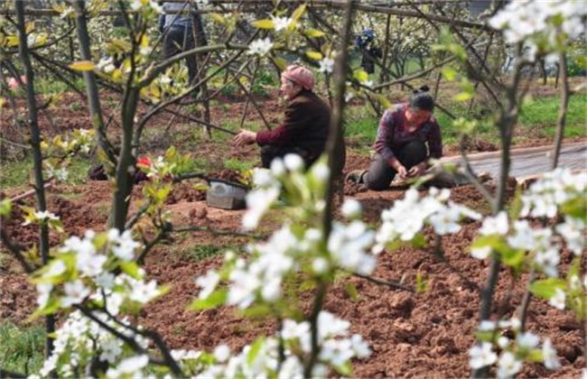 Matters needing attention in intercropping pear trees