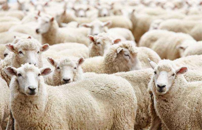 Short-term fattening technique of Mutton Sheep