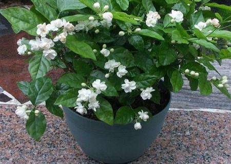 How to fertilize potted jasmine flowers during non-flowering period