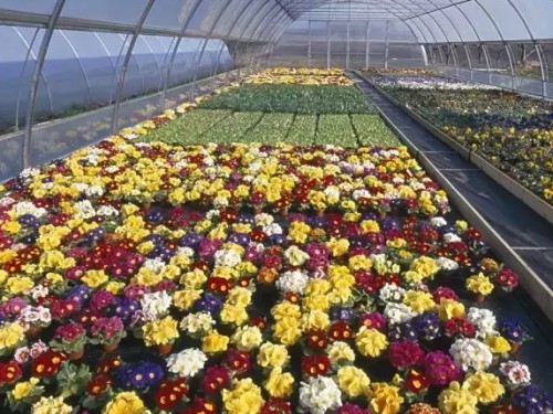 Control methods of flowering period of Garden Flowers what are the regulation methods of flowering period