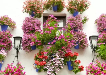 DIY Bonsai Making Method Learn how to make potted plants hanging on the wall-DIY handmade potted plants