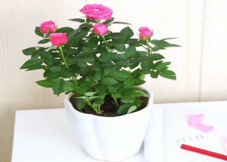 Matters needing attention in the management of how to prolong the flowering period of rose
