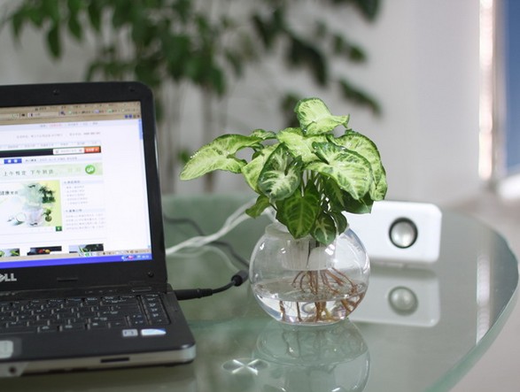 What are the principles of fengshui plants suitable for office display?