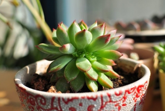 How to raise many succulent plants introduction to the characteristics of several common planting media for succulent plants