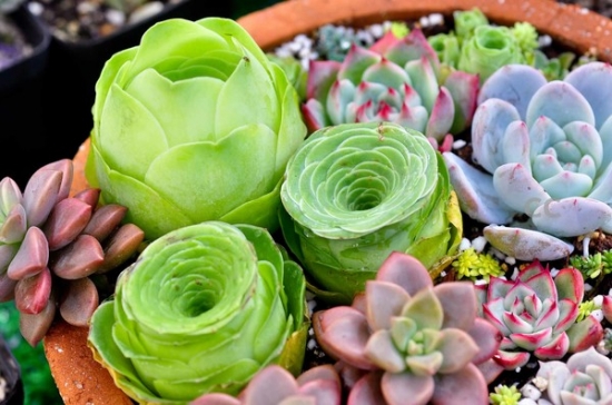 Detailed steps for succulent plants to change pots, maintenance of succulent plants after changing pots, how to water succulent plants