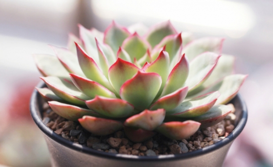 How to raise a lot of succulent plants how to water succulent plants? If you water it like this, succulent plants will not grow in vain.