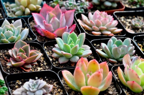 How do succulent plants reproduce five common varieties of succulent plants? you can't miss it.