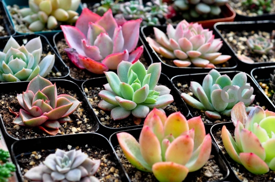 How to raise a lot of succulent plants? how to deal with frostbite? talk about the methods of succulent plants in winter.