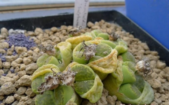 Can succulent plants be saved after frostbite? Moving to an air-conditioned room may die faster!