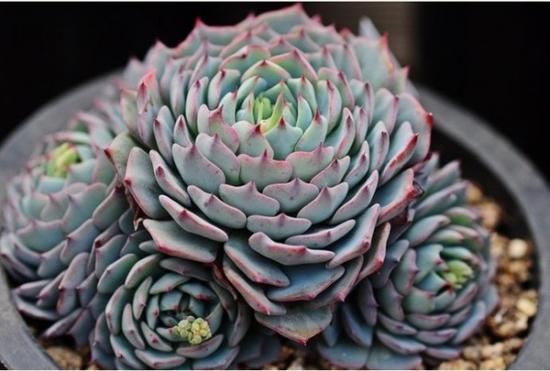 Watering succulent plants: what to water, how to water and how to raise a lot of succulent plants