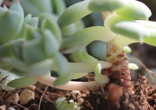 Black rot is terrible. Let's talk about how to prevent black rot of succulent plants.
